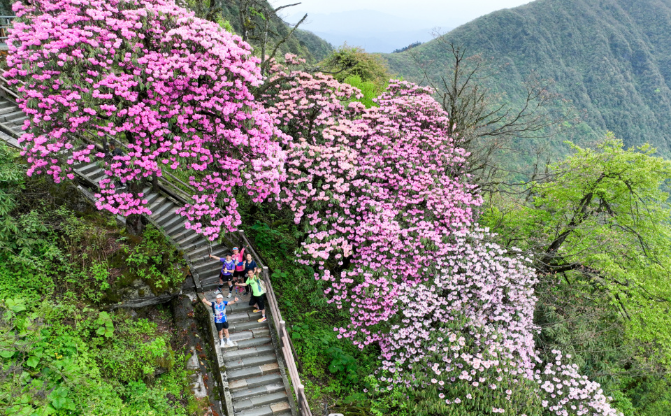 vxDsZ, bt, 峨旅股份 vxDsZ, bt, 峨旅股份